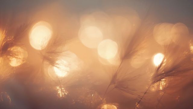 Shimmering feathery seed heads glowing in warm golden bokeh at sunset