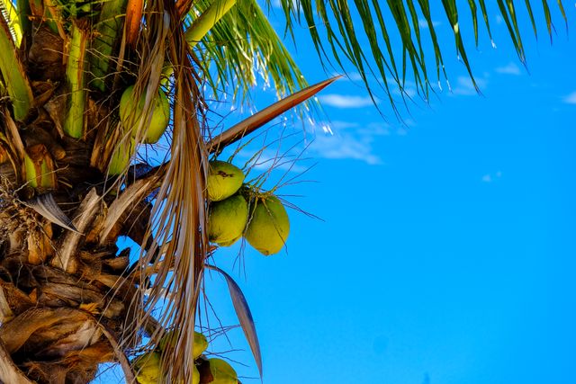 Coconut palm tree with green coconuts hanging, set against a clear blue sky. Ideal for use in travel brochures, tropical vacation advertisements, or nature-themed designs.