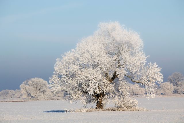 Solitary Frost-covered Tree in Snowy Winter Field - Download Free Stock Photos Pikwizard.com