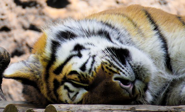 Close-Up of Sleeping Tiger Resting on Wooden Surface - Download Free Stock Photos Pikwizard.com