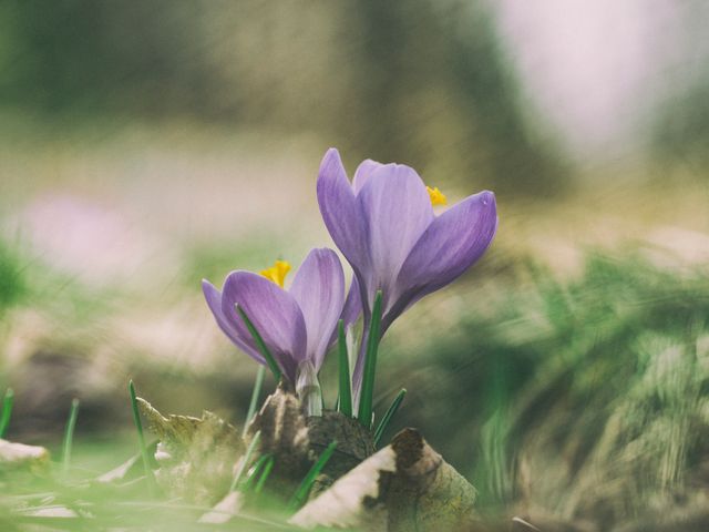 Beautiful purple crocus flowers blooming in early spring, surrounded by green grass and natural light. Ideal for promoting nature appreciation, garden blogs, seasonal greeting cards, and advertisements for outdoor events or activities.