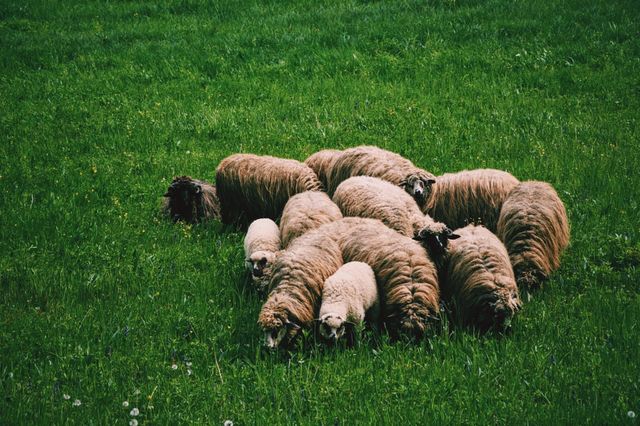 Flock of Sheep Grazing on Green Grass Field - Download Free Stock Photos Pikwizard.com