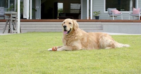 Golden retriever relaxing on lush lawn by deck and glass doors with ball, sunny porch