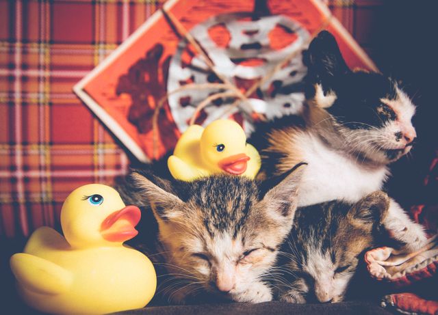 Adorable Kittens Sleeping with Rubber Ducks in a Cozy Setting - Download Free Stock Photos Pikwizard.com