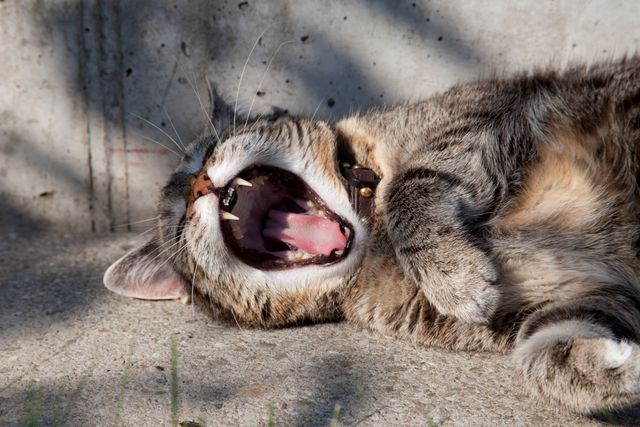 Tabby cat lying on the ground, yawning and showing teeth under a sunny sky. Perfect for pet-themed articles, animal behavior studies, and content about domestic cats. Ideal for usage in blogs, social media promotions, and magazines featuring animals.