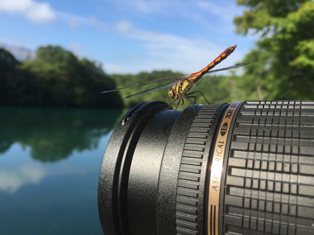 Dragonfly resting on a camera lens near a serene lake with lush greenery in background. Ideal for nature-related content, photography websites, or entomology studies. Great addition for blogs, articles, or educational materials focused on wildlife, photography techniques, or peaceful outdoor experiences.