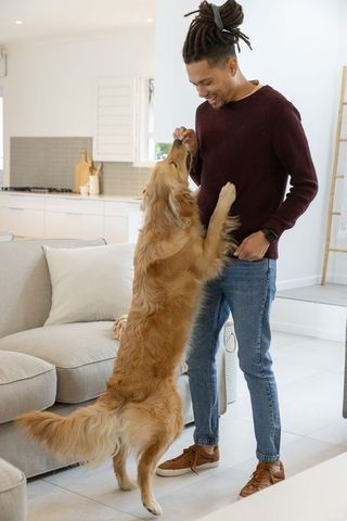 Feeding golden retriever treat, man bonding with dog in modern open-plan kitchen