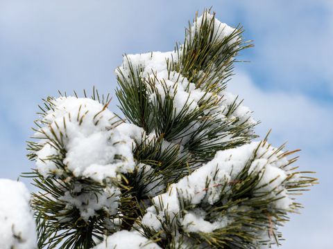Snow-Covered Pine Needles Against Blue Sky