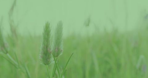 Close-Up of Vibrant Green Grass in Field with Soft Focus
