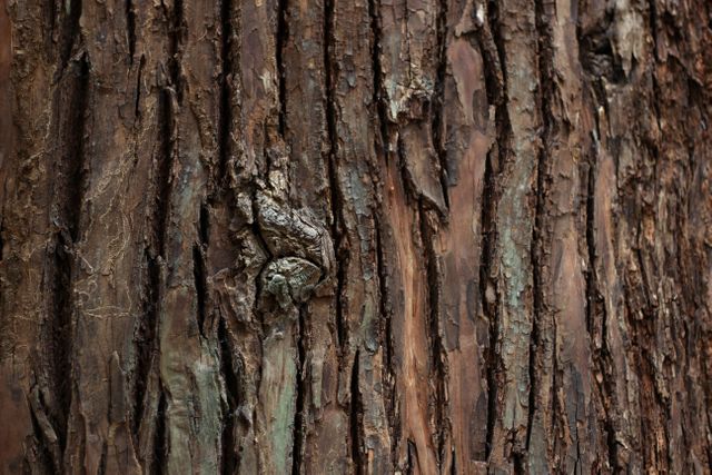 Closeup of a tree frog blending seamlessly into the brown, textured bark. Useful for concepts of animal adaptation, nature's camouflage, wildlife photography, and forest ecosystems. Great visual aid for illustrating camouflage in educational materials or nature documentaries.