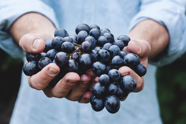 Farmer holding a bunch of freshly picked grapes with both hands. Perfect for use in articles or advertisements related to organic farming, sustainable agriculture, fruit farming, fresh produce, winemaking, healthy eating, and natural food products.