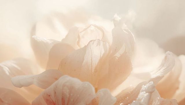 Ethereal Pale Peach Bloom Macro Backlit Dewdrops Ruffled Translucent Petals