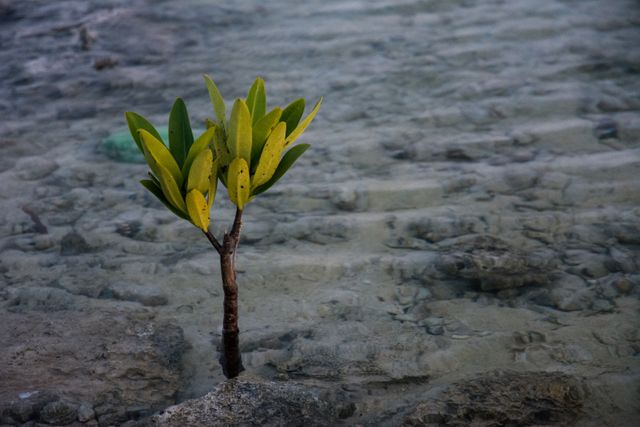 Young mangrove tree with green leaves growing in shallow coastal water. Focuses on natural environment and coastal ecosystems. Useful for topics related to nature conservation, botanical studies, coastal ecology, and environmental protection.