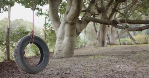 Tire Swing Hanging Amidst a Tree-Lined Rustic Yard