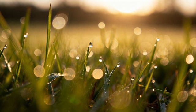 Golden dew on grass blades at dawn warm backlight bokeh morning meadow close-up