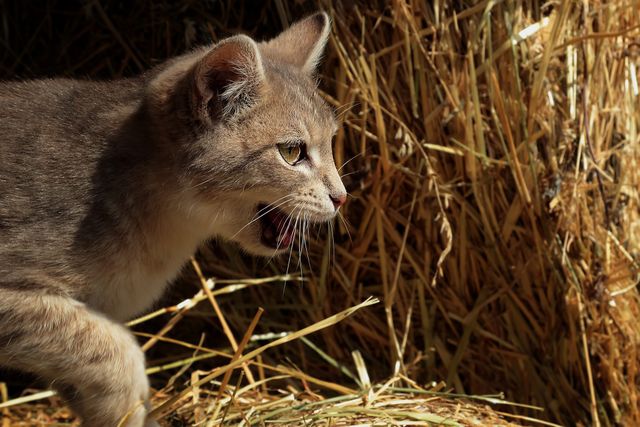 Cat prowling through straw field, showcasing alertness and hunting instincts. Perfect for animal behavior studies, rural lifestyle promotions, pet care articles, and wildlife education materials.