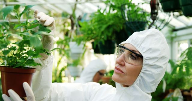 Female scientist checking pot plant in greenhouse