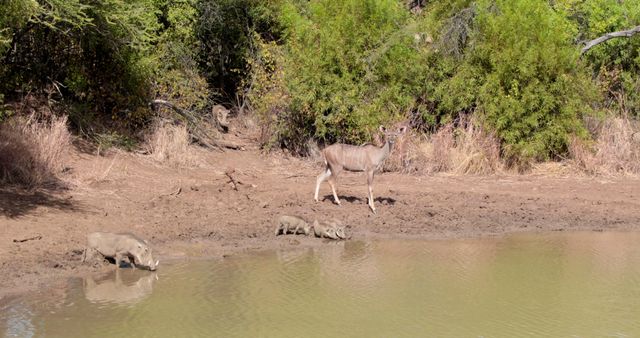 Kudu and warthogs gathering at a watering hole in the African savanna. Great for use in educational materials on African wildlife, safari tourism promotions, and nature conservation campaigns.