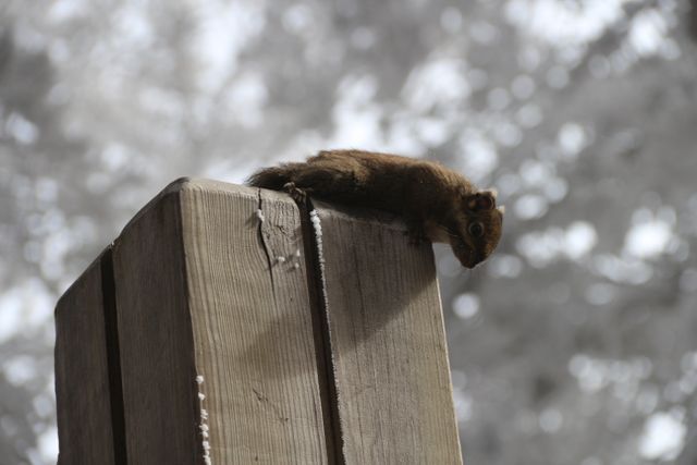 Curious Squirrel Peeking Over Wooden Fence - Download Free Stock Photos Pikwizard.com