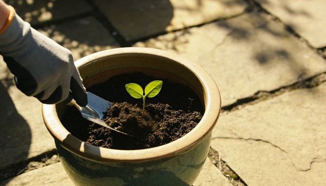 Gardener planting seedling in ceramic pot with gloved hand and trowel in sunlight