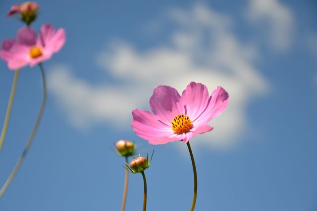 Pink Cosmos Flowers Blooming Against Clear Blue Sky - Download Free Stock Photos Pikwizard.com