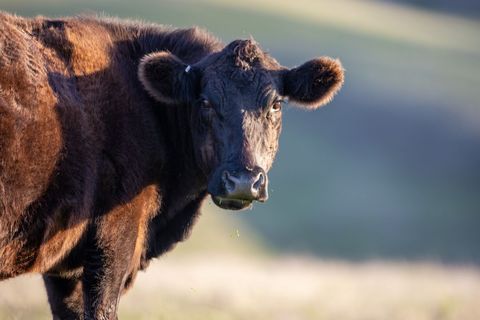 Black Angus Cow Grazing and Staring Ahead with Grass in Mouth on Sunlit Prairie