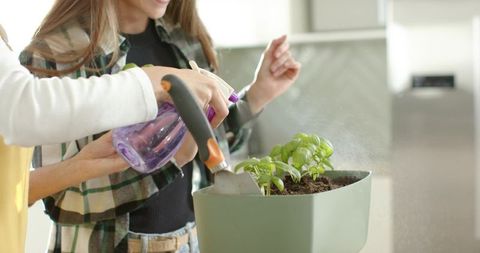 Women tending basil sprouts in sage planter on kitchen counter spraying water