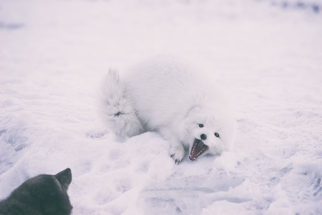 Playful arctic fox with white fur on a snow-covered landscape. Perfect for use in wildlife documentaries, nature-related projects, winter-themed promotions, educational materials, and animal behavior studies.