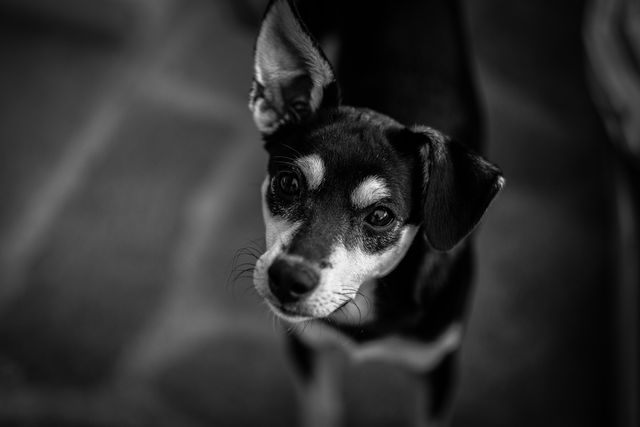 Black and White Short Coated Dog - Download Free Stock Photos Pikwizard.com