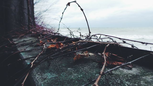 Weathered coastal scene captures driftwood tangled with autumn leaves against an overcast sky and calm waters. Perfect for use in backgrounds, environmental storytelling, and thematic art projects focused on nature, seasons, or somber tones.