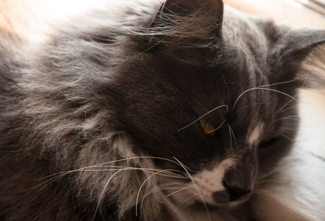Close-up shot of a fluffy gray cat resting indoors, showcasing its detailed whiskers and soft fur. Perfect for use in pet care articles, feline blogs, or promoting cat grooming products.