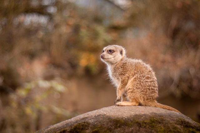Young meerkat pup sitting attentively on rock in its natural habitat. The soft, warm light highlights the texture of its fur and the details of its eyes. Perfect for nature-related publications, wildlife conservation materials, educational content on meerkats or animal behavior, and adventure posters.