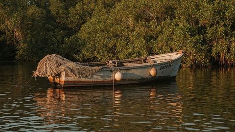 Wooden fishing boat anchored on serene mangrove waters