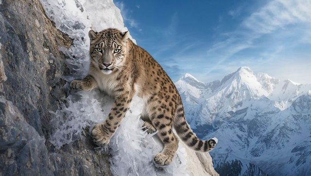 Snow leopard perching on icy alpine ledge, gripping crystalline ice, framing snowy peaks