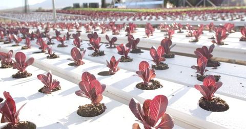 Hydroponic red lettuce cultivation in modern greenhouse farm