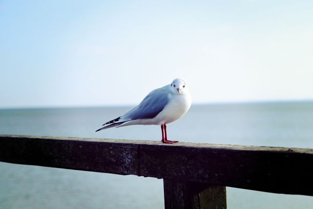 Seagull standing perched on a wooden railing by the ocean with a calm sea and clear sky in the background. Ideal for nature and wildlife articles, coastal or maritime themes, travel brochures, beach and vacation promotions.