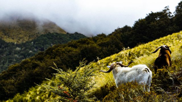 Mountainous Landscape with Wild Goats Grazing Among Trees and Greenery - Download Free Stock Photos Pikwizard.com