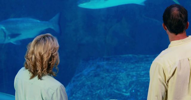 Couple Observing Aquarium with Large Fish - Download Free Stock Images Pikwizard.com