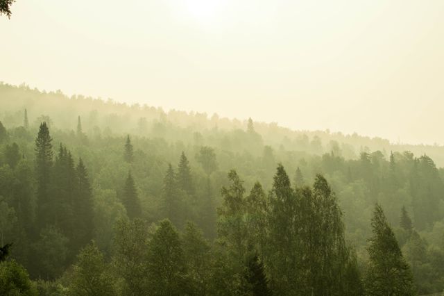 Beautiful image showcasing a serene forest scene during sunrise with mist lingering among the pine trees. Ideal for use in nature-themed promotions, outdoor adventure advertisements, environmental conservation campaigns, or as a calming background for websites and publications.