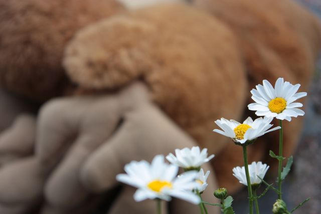 White daisies in sharp focus stand prominently against a blurred background, possibly of plush toys. The image captures the beauty of the flowers, making it ideal for nature-themed designs, garden blogs, flower care websites, or as decorative elements in floral advertisements and spring-related promotions.