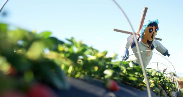 Strawberries with scarecrow in strawberry farm on a sunny day 4k