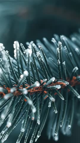Vertical macro video of conifer needles melting ice into droplets in frosty woodland light