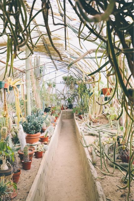 This image showcases an indoor desert greenhouse with a central pathway bordered by an array of cactus and succulent plants. Ideal for articles on horticulture, greenhouse maintenance, indoor gardening, and desert plant cultivation. Excellent visual for blogs or advertisements focused on sustainable gardening practices, home decor with indoor plants, or educational materials on arid-region flora.