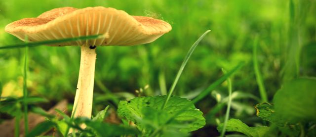 Perfect for nature-related blogs, articles on botany or gardening, and educational content on fungi. Can be used in environmental campaigns or for promoting outdoor activities and nature preservation.