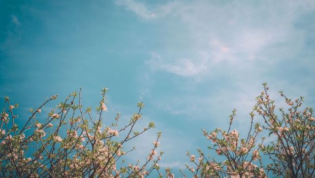 Spring blossom canopy reaching into clear blue sky with pastel pink flowers