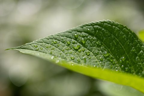 Close-up of birch leaf with dew drops sparkling in sunlight