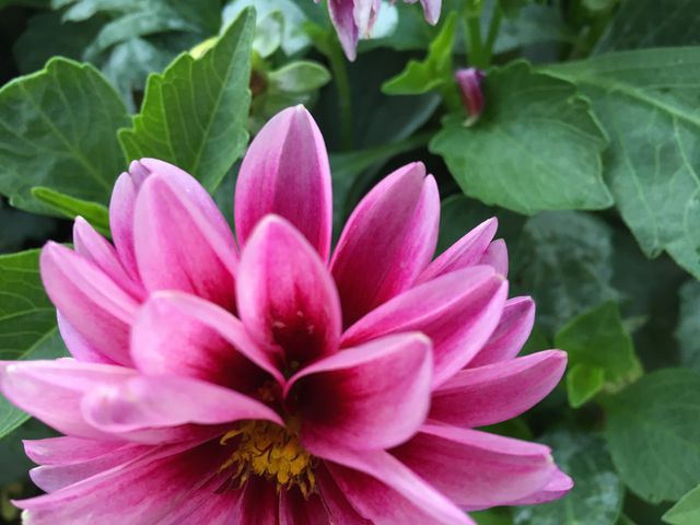Close-Up of Vibrant Pink Dahlia Blooming in Garden - Download Free Stock Photos Pikwizard.com