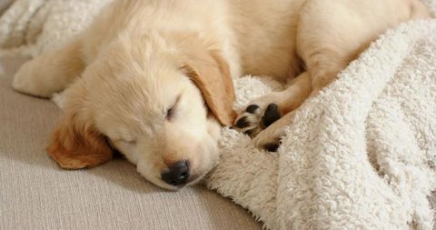 Golden Retriever Puppy Sleeping on Cozy Beige Sofa with Fluffy Off-White Blanket