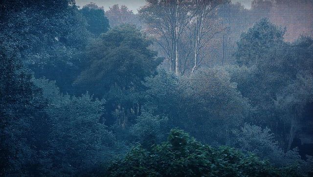 Misty woodland with blue tones and tall birch
