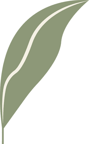 Abstract olive leaf with cream stripe on transparent background
